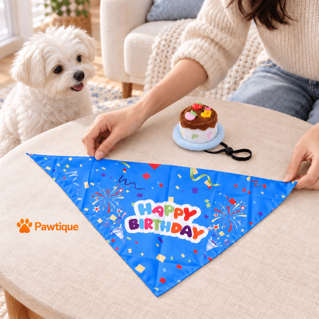 Blue ribbon birthday bandana laid flat beside matching cake-style hat, with a dog and owner preparing a photo moment