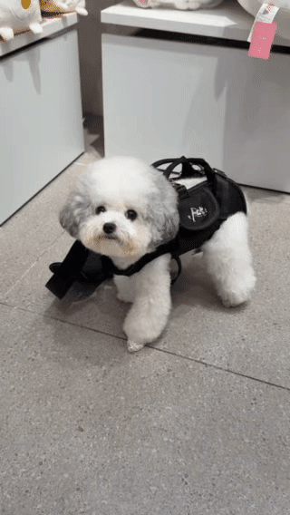 Pawtique CarryClose™ Front &amp; Back Dog Carrier Backpack - Pawtique