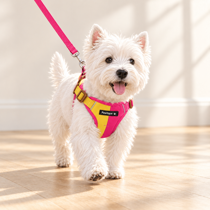 Yellow and pink ColorBlock harness worn by a dog with matching pink leash