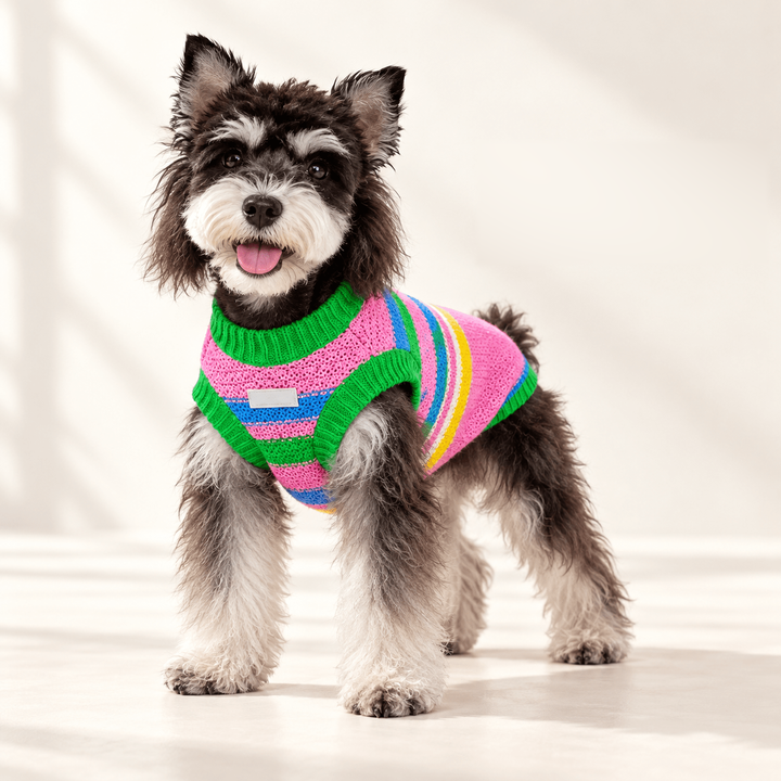 Dog wearing the pink multicolor Colorplay knit vest with green ribbed trim, against a warm cream background.