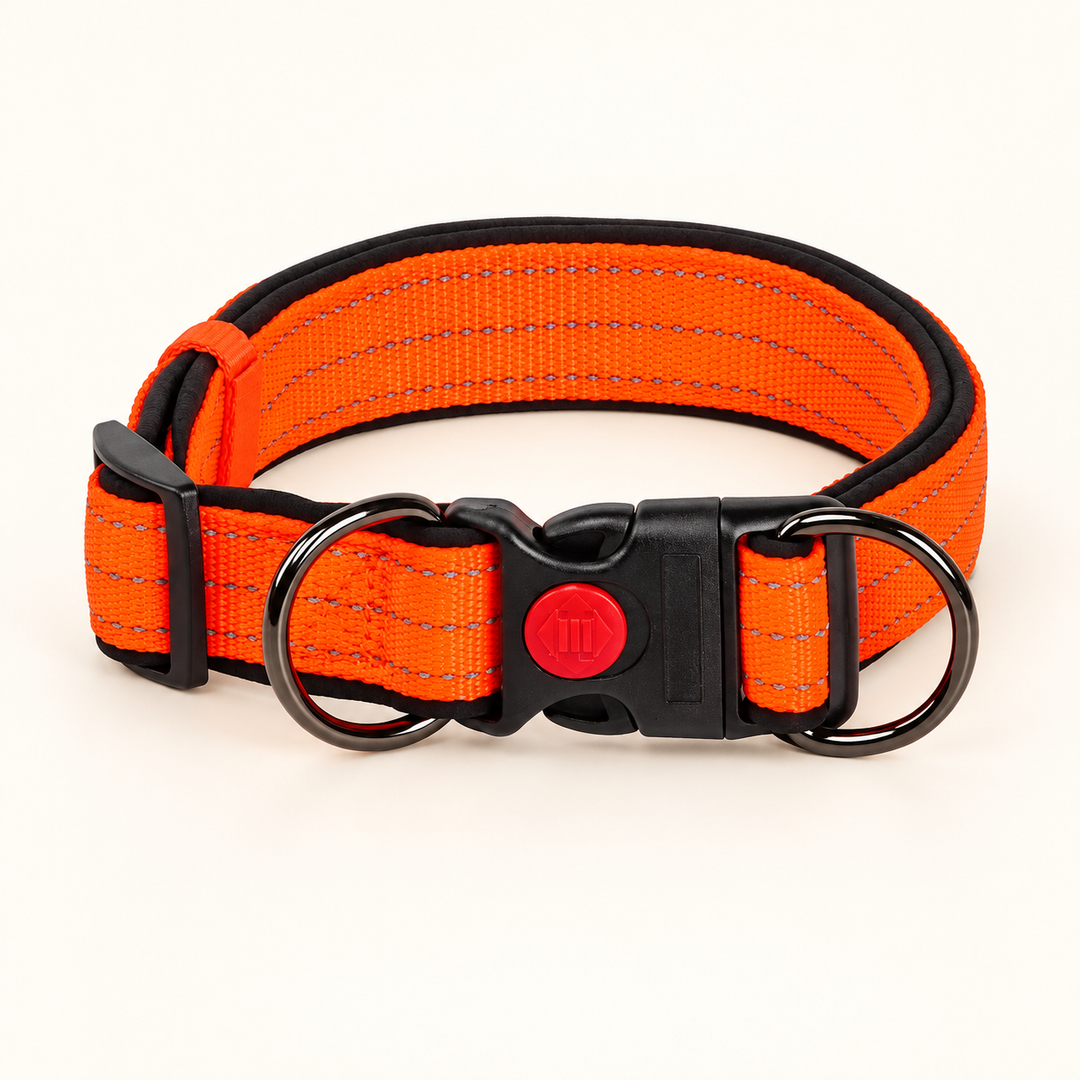 Orange reflective dog collar with double D-rings on cream