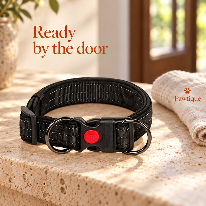 Black double-D-ring collar resting on an entryway console