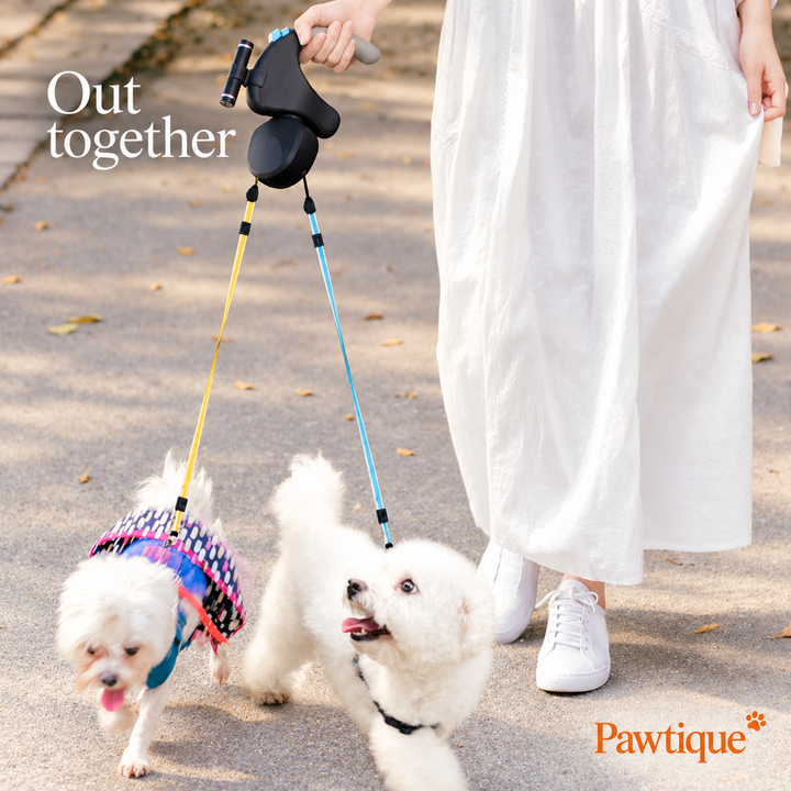 Dual retractable leash held while walking two small dogs on blue and yellow leads