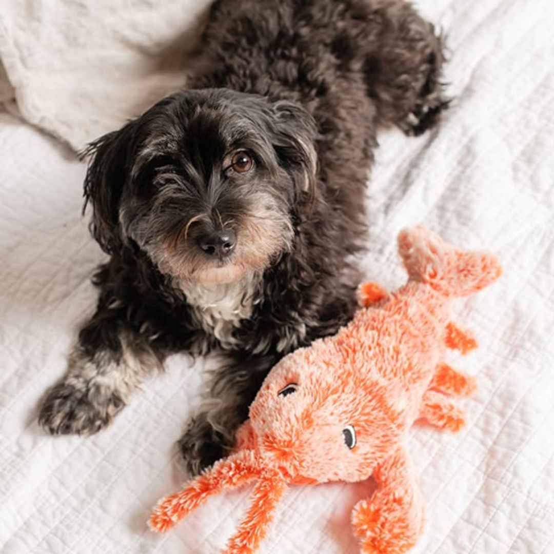 Pawtique FloppyLobster™ USB-Rechargeable Moving Dog Toy - Pawtique