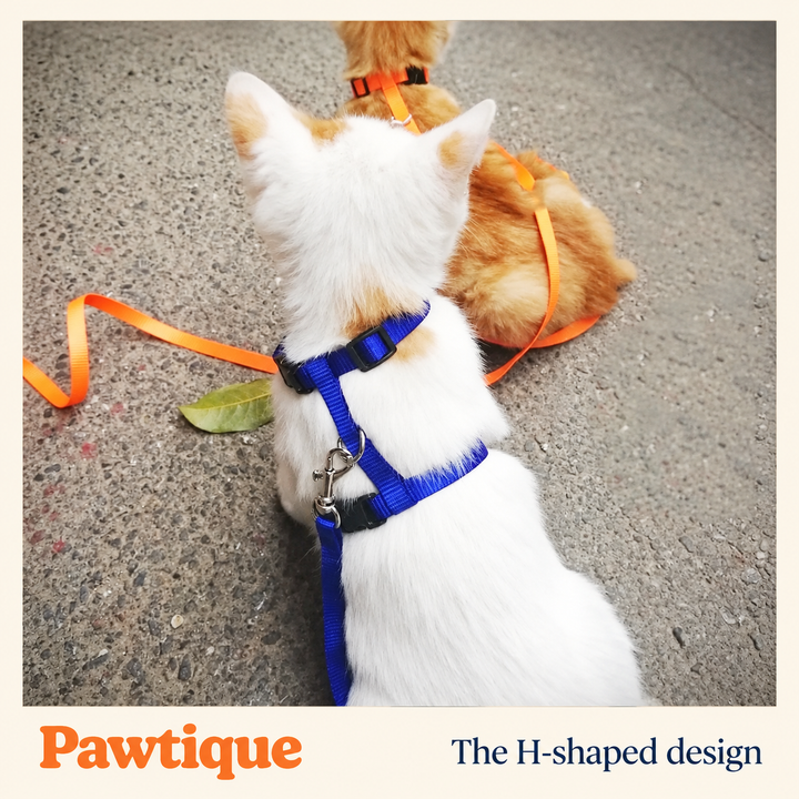 Rear view of H-shape harness showing connecting strap and leash attachment