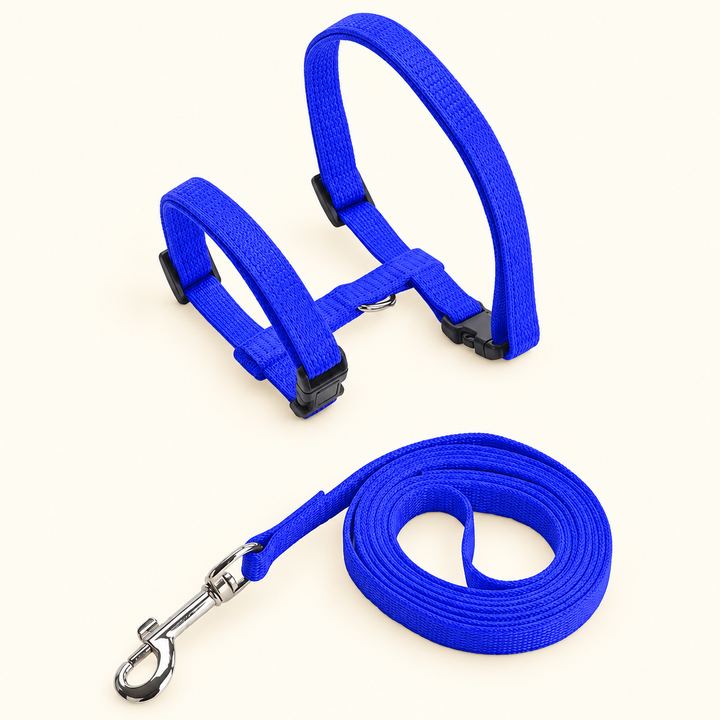 blue H-shape harness and matching coiled leash on cream background