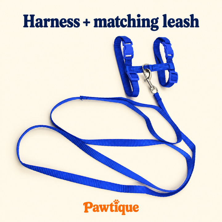 Blue H-shape harness with matching leash attached to the connecting-strap ring