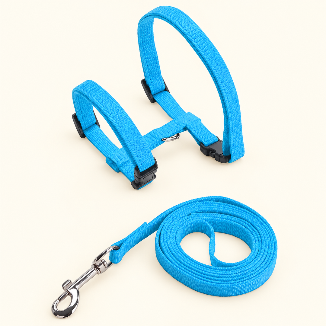 light blue H-shape harness and matching coiled leash on cream background