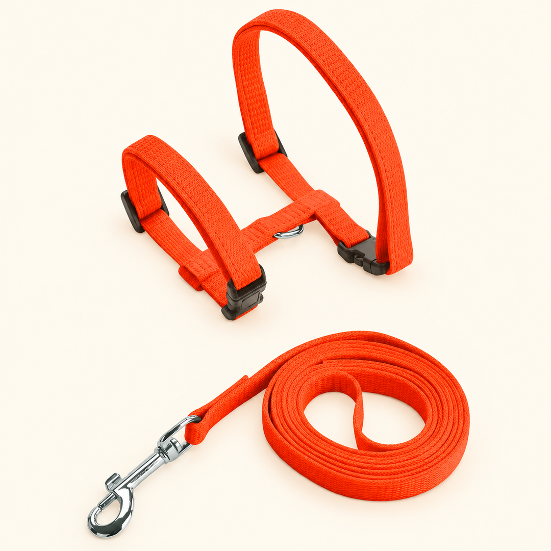Orange H-shape harness and matching leash