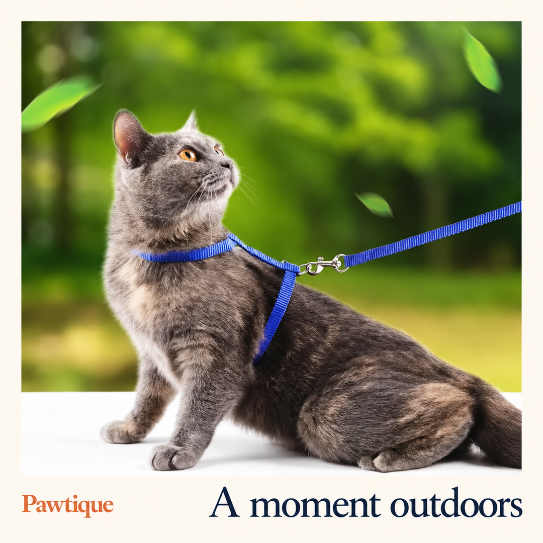 Blue H-shape harness and attached leash shown on a seated cat outdoors