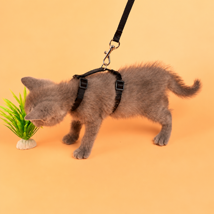 Side view of black H-shape harness on a cat, showing neck and chest loops