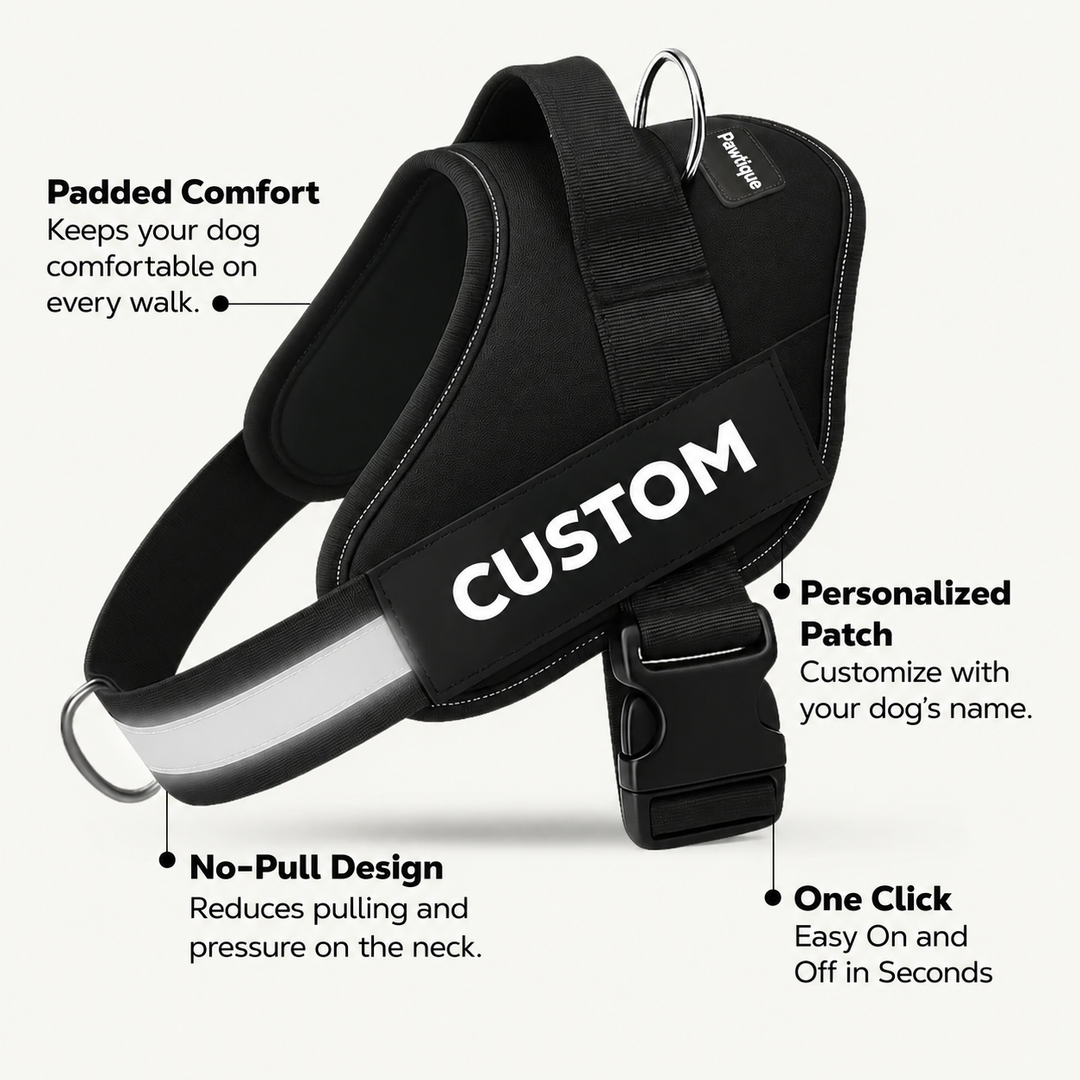 Pawtique NameTrail padded design, personalized patch, reflective strap and quick-release buckle