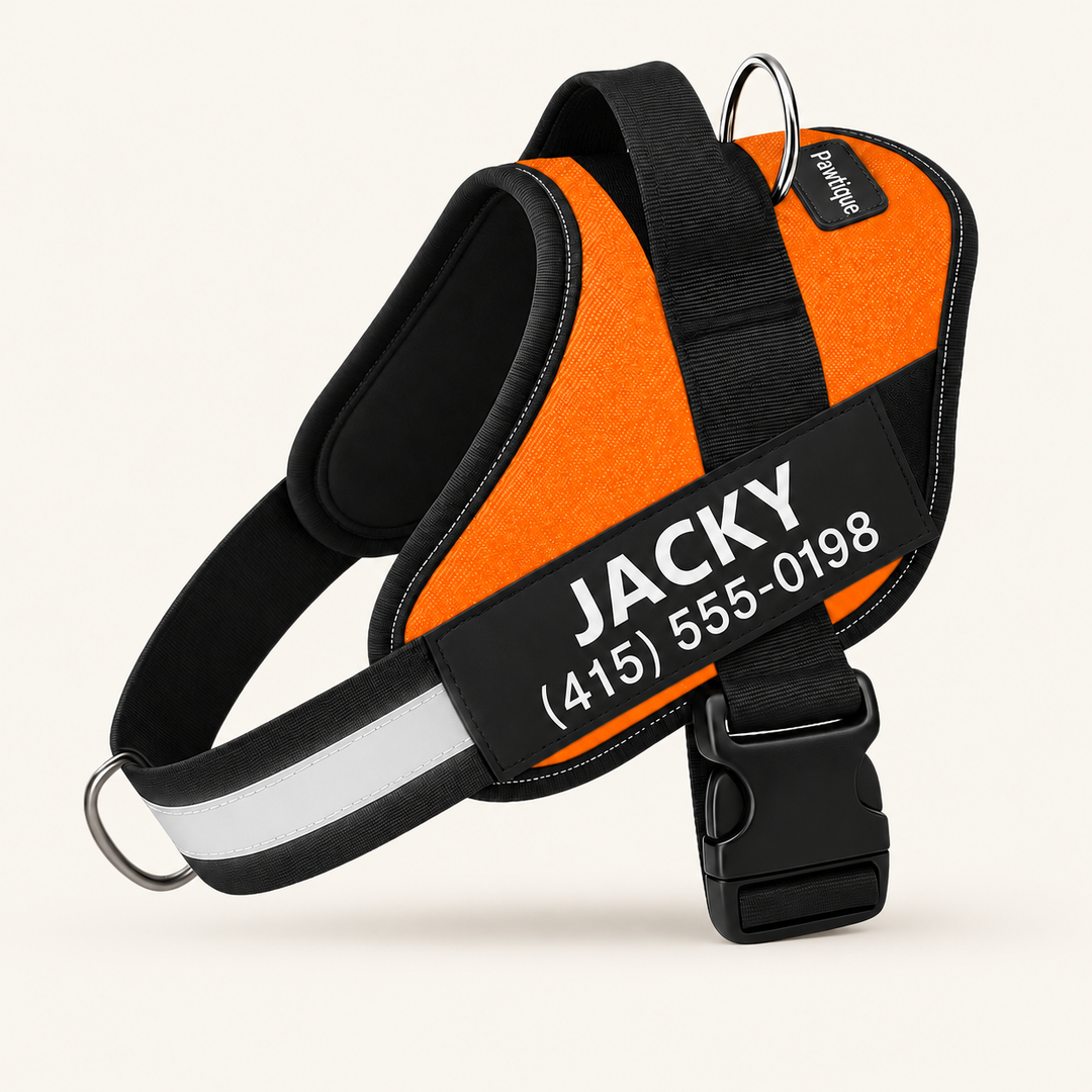 Pawtique NameTrail personalized dog harness in orange, with sample name and phone patch, on a warm cream background
