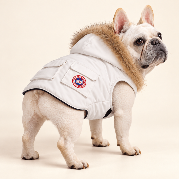 Pawtique NorthPuff parka in Snow White — AI-styled dog-model view