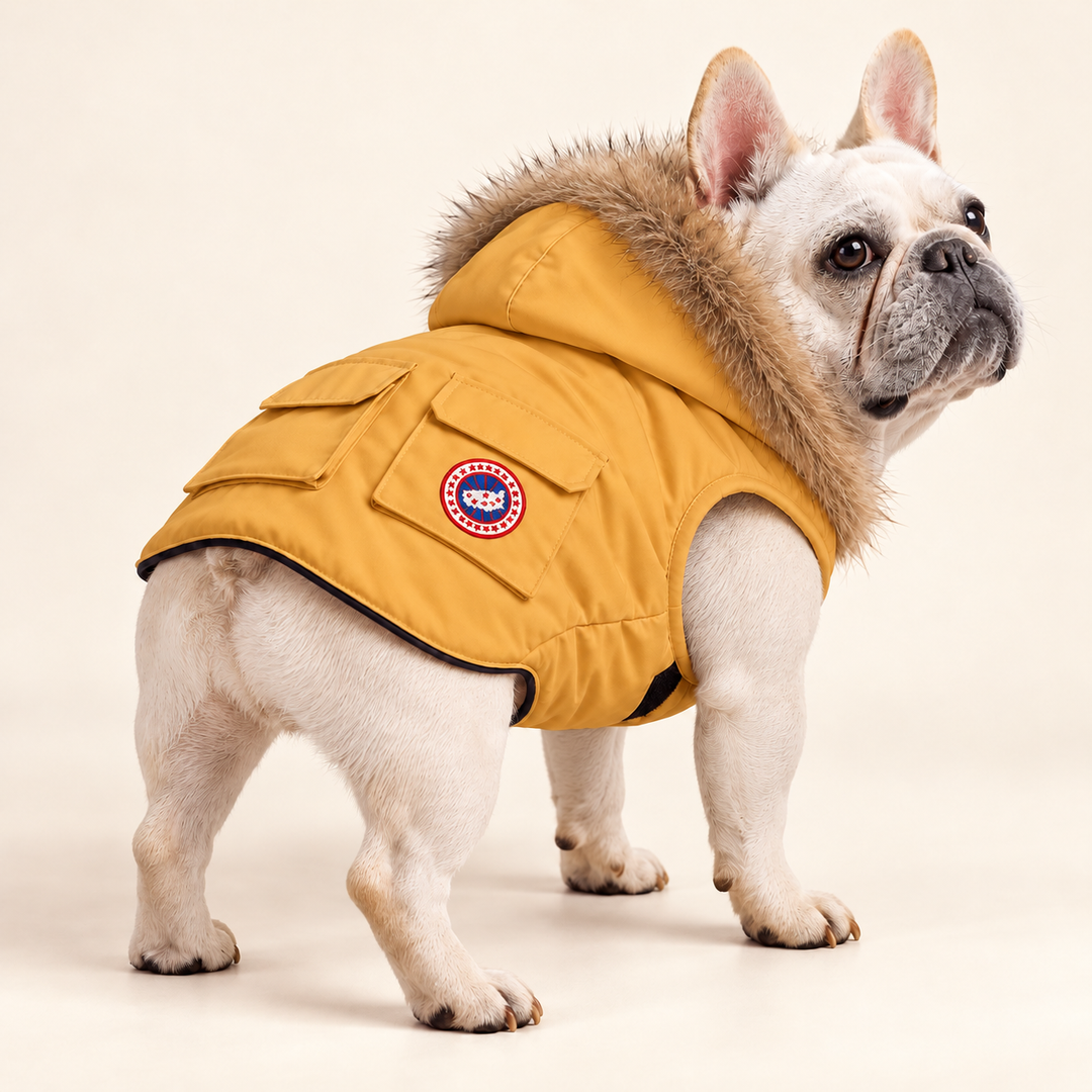 Pawtique NorthPuff parka in Mustard Yellow — AI-styled dog-model view