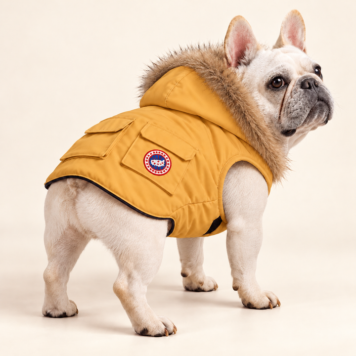 Pawtique NorthPuff parka in Mustard Yellow — AI-styled dog-model view