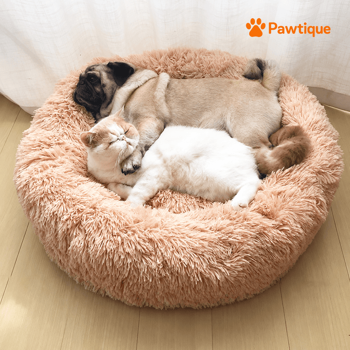 Dog and cats resting together in a Beige Plush Donut Cuddler bed.