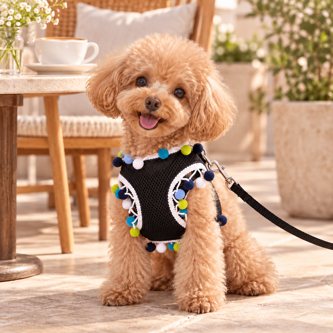 Apricot dog wearing the Black PomPom AirMesh harness with white trim and colorful pom-poms