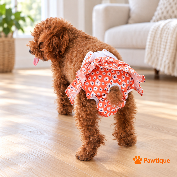 Rear view of a dog wearing Daisy-print diaper pants, showing the tail opening