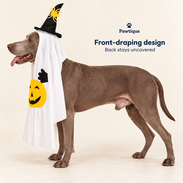 Pawtique Pumpkin Ghost Pet Costume - Pawtique