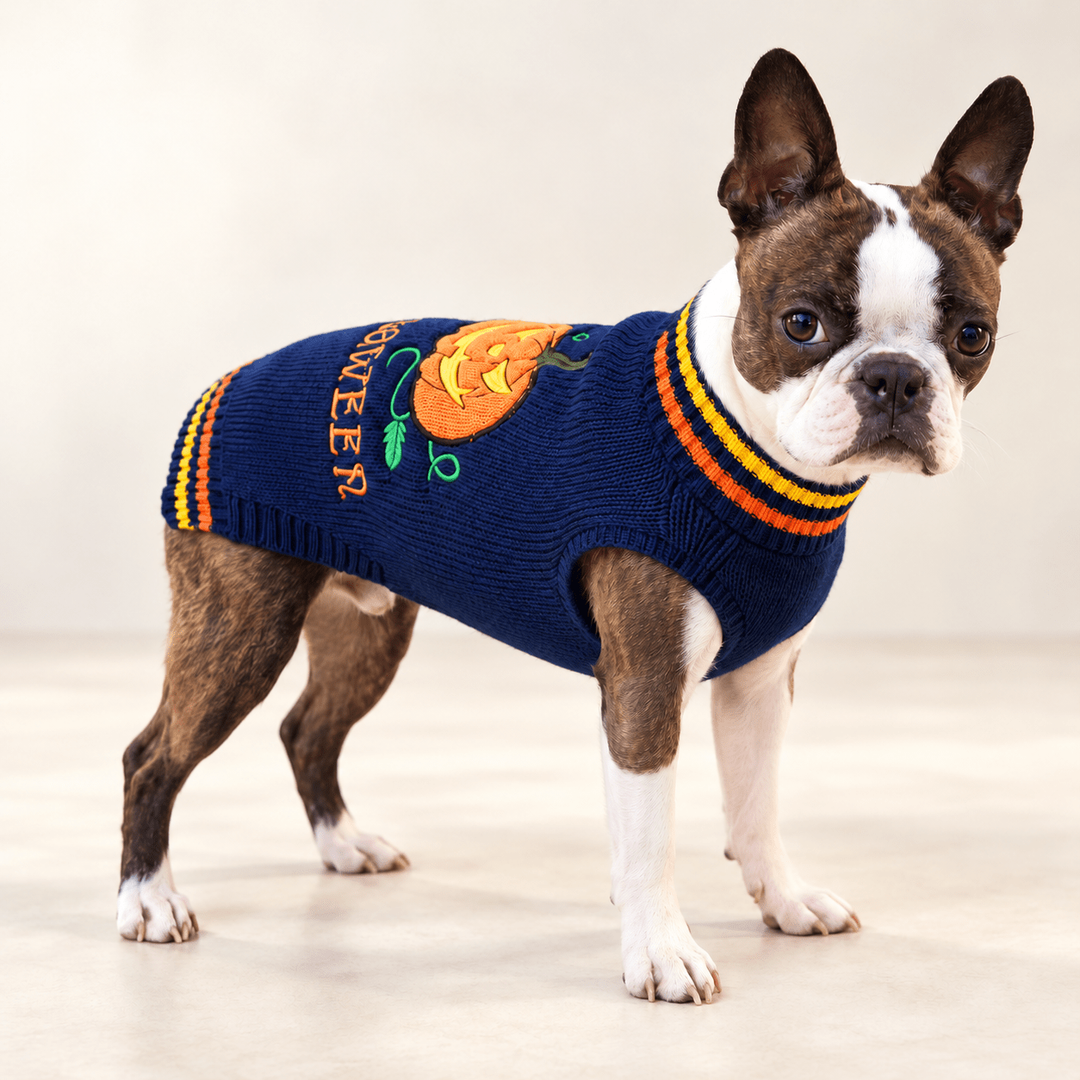 Pawtique Pumpkin Knit dog-model hero