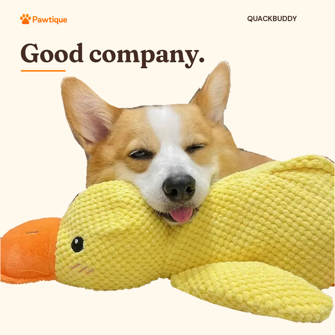 Pawtique QuackBuddy yellow duck plush toy with a resting corgi on a cream background; original subjects preserved