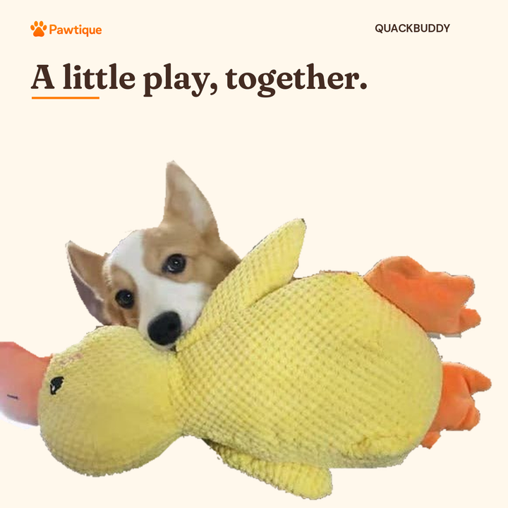 Corgi playing with a QuackBuddy yellow plush duck on a cream background; original product photograph subjects preserved