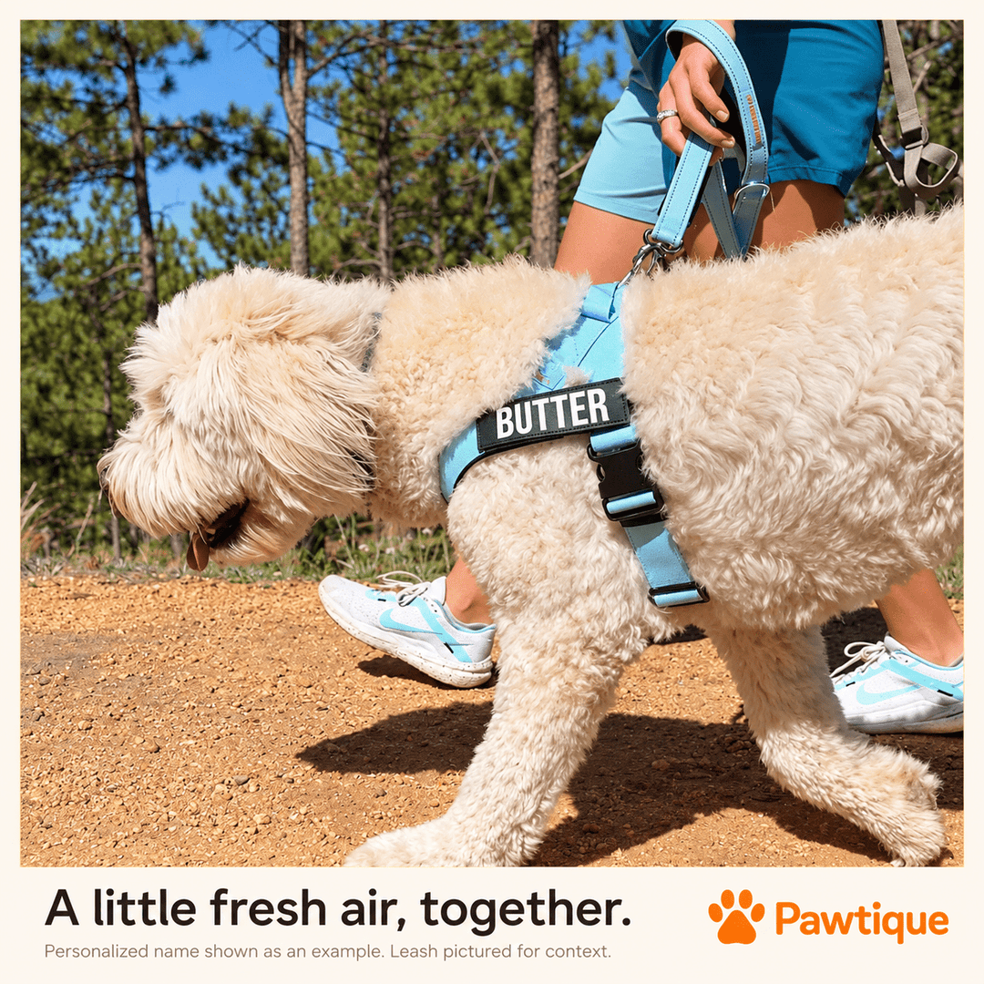 Pawtique TrailMark™ Personalized Reflective Dog Harness - Pawtique