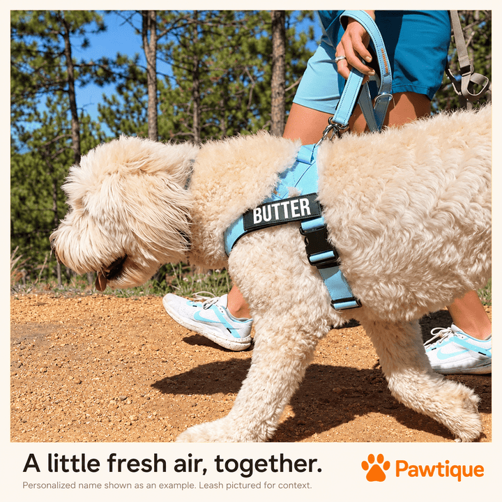 Pawtique TrailMark™ Personalized Reflective Dog Harness - Pawtique