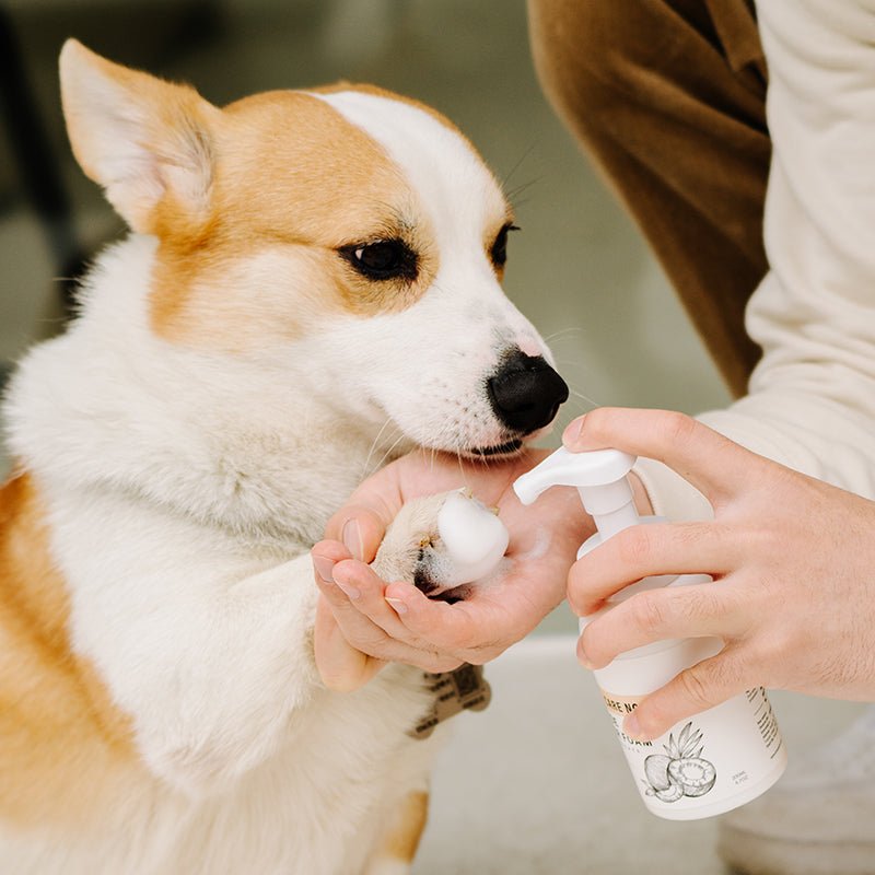 Pet Coconut Oil No - Rinse Cleansing Foam - Pawtique