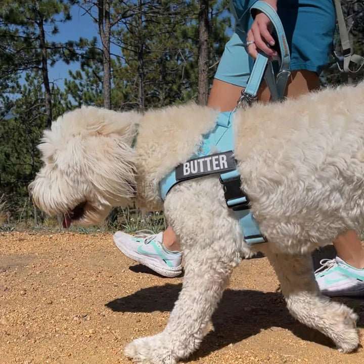 Reflective Adjustable Dog Harness – Personalized Harness for Walking - Pawtique