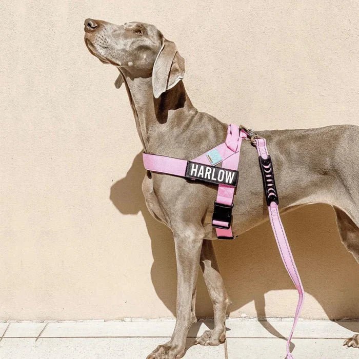 Reflective Adjustable Dog Harness – Personalized Harness for Walking - Pawtique