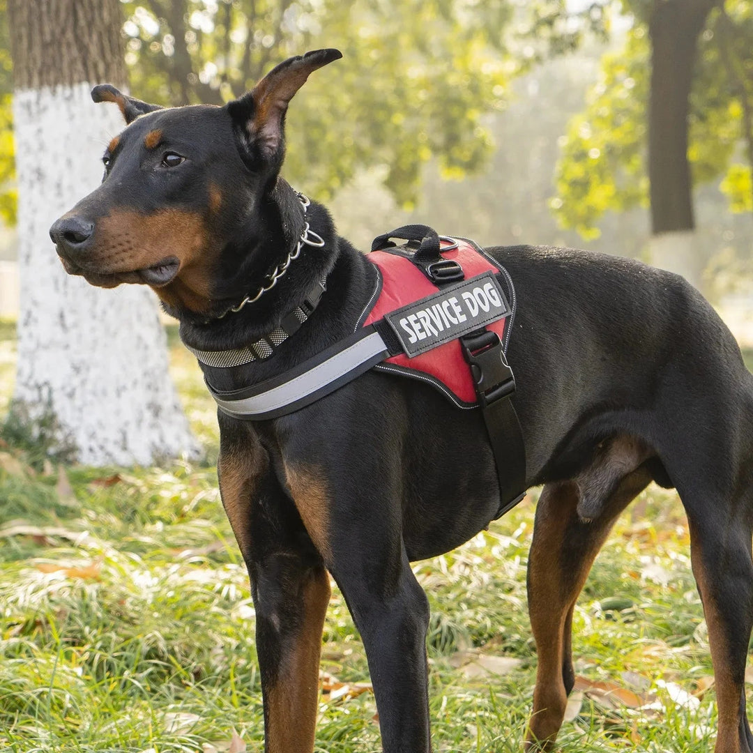 Reflective Adjustable Dog Harness – Strong Polyester for Walking - Pawtique
