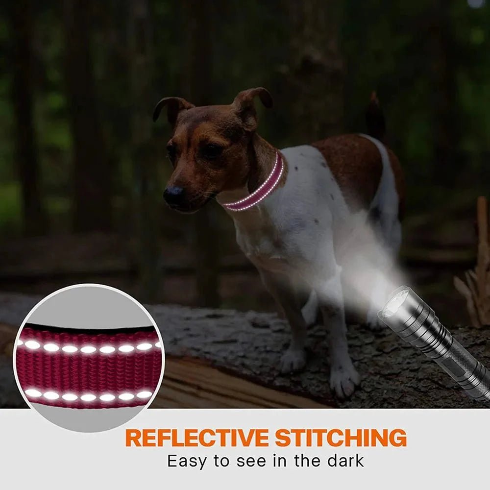 Reflective Dog Collar with Double D - Ring - Pawtique