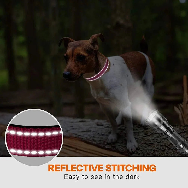 Reflective Dog Collar with Double D - Ring - Pawtique