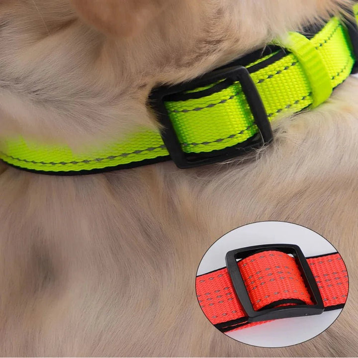 Reflective Dog Collar with Double D - Ring - Pawtique