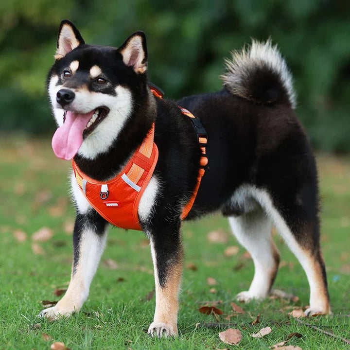 Reflective Dog Harness – Adjustable Nylon Harness for Walking - Pawtique