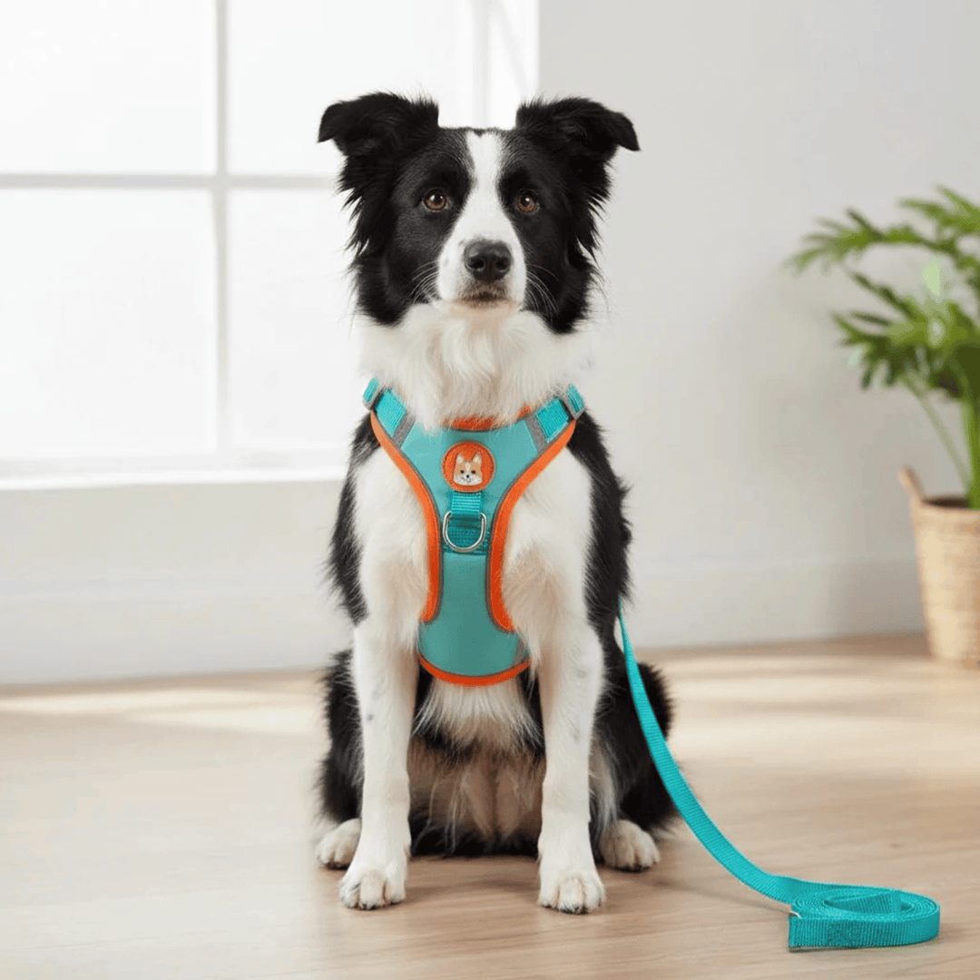 Reflective Dog Harness – Comfortable Nylon Harness for Walking - Pawtique