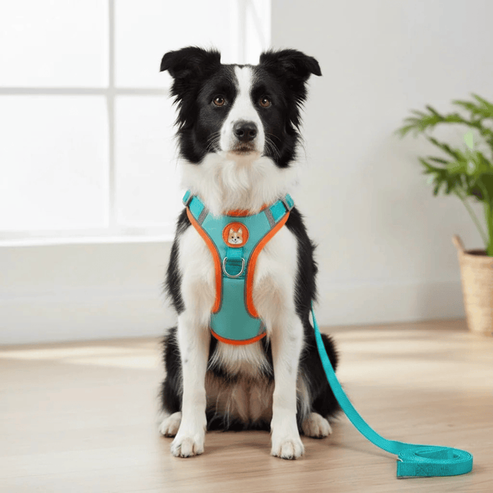 Reflective Dog Harness – Comfortable Nylon Harness for Walking - Pawtique