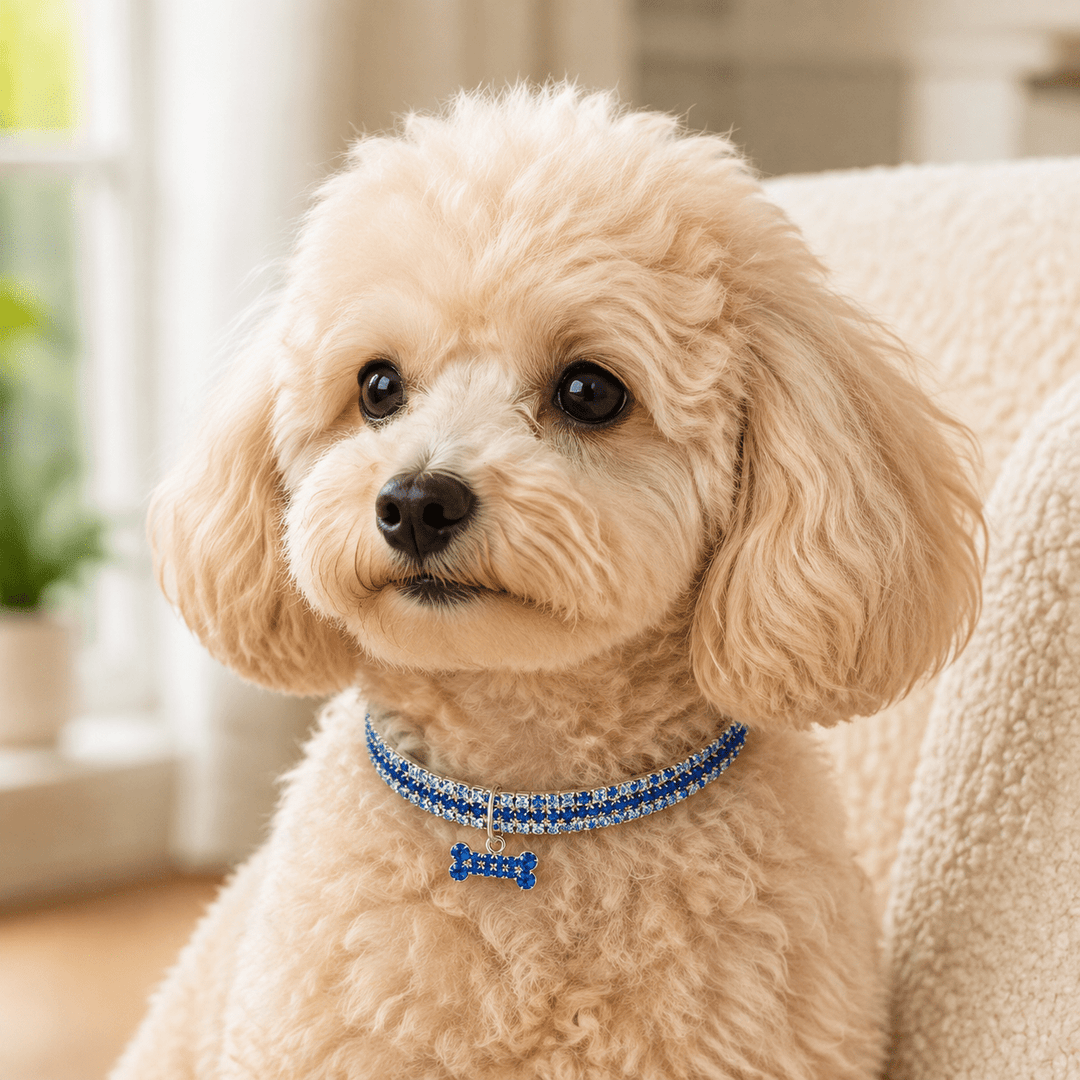 Rhinestone Bone Charm Collar - Pawtique
