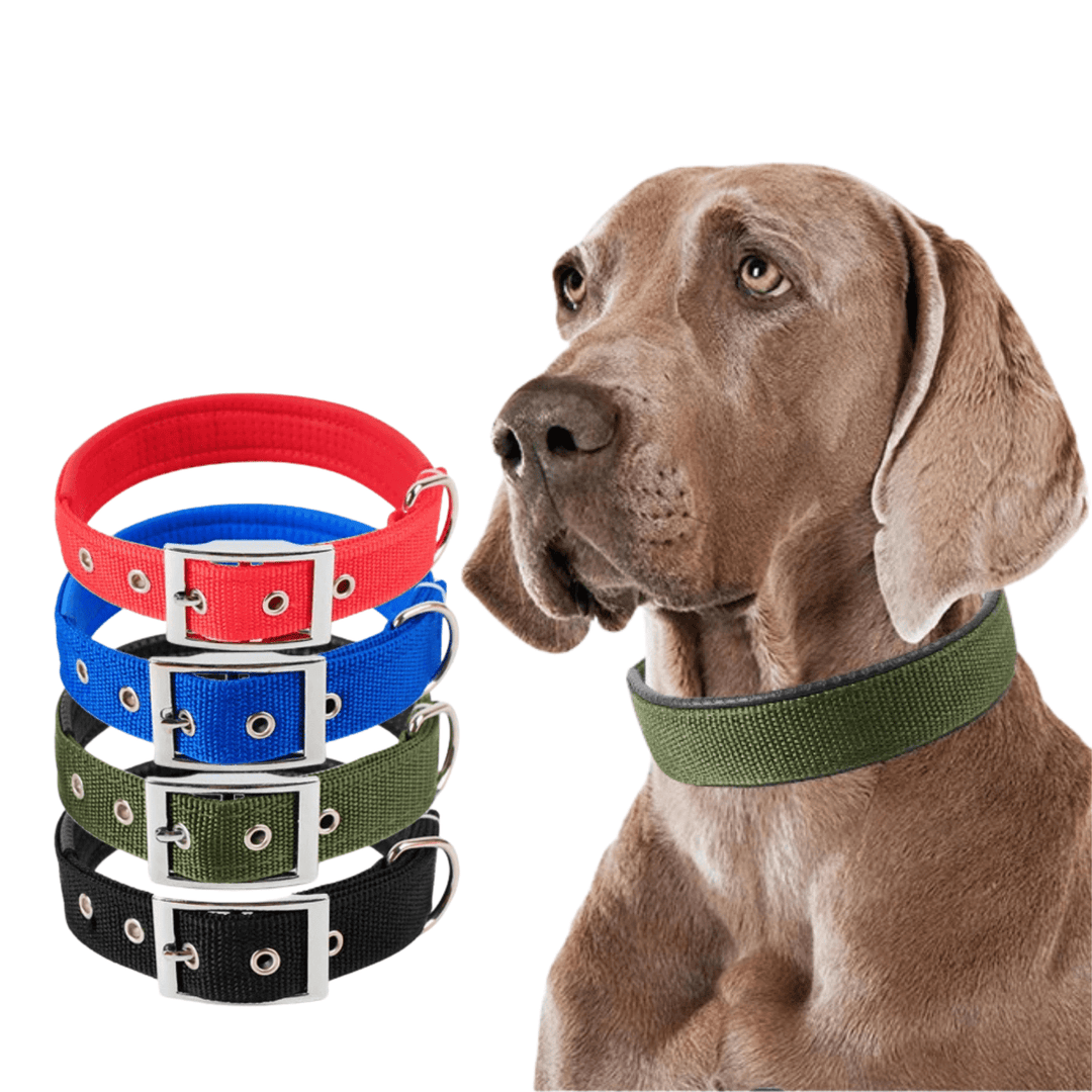 Strong Nylon Dog Collar - Pawtique