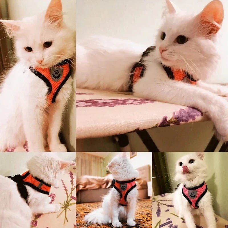 Summer Dog & Cat Harness Set - Pawtique