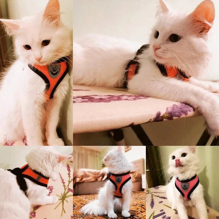 Summer Dog &amp; Cat Harness Set - Pawtique