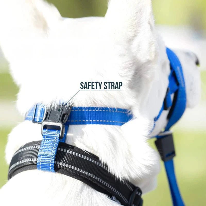 Training Muzzle - Halti Style - Pawtique